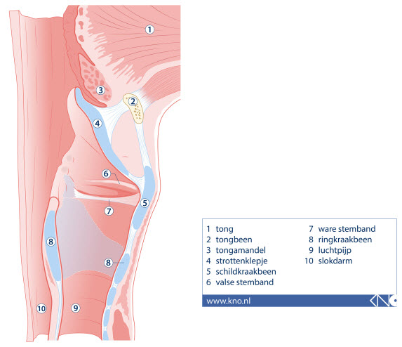strottenhoofd-KNO-stemklachten-mmc