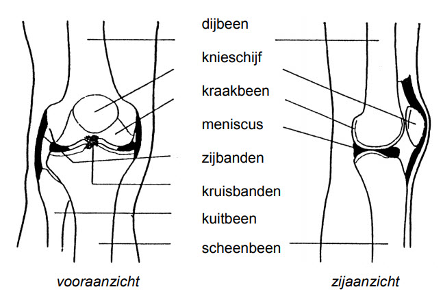 knieprothese nieuwe knie totale knieprothese mmc